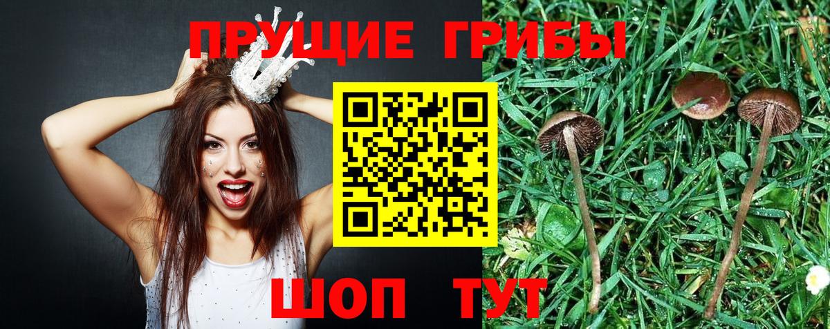 Галлюциногенные грибы GOLDEN TEACHER Зима
